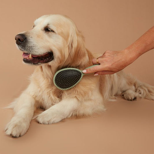 5 Grooming Tools Every Professional Pet Groomer Swears By