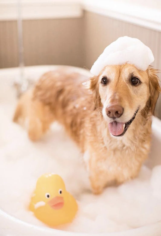 How to Create a Calm Environment for Home Pet Grooming