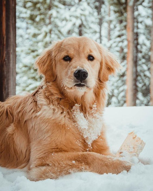 Winter Grooming Tips: Protecting Your Pet’s Skin and Coat