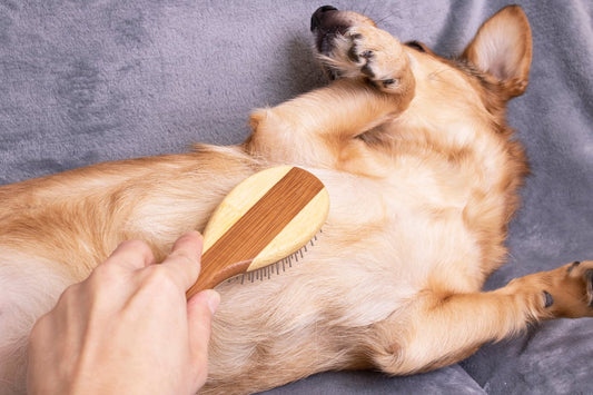 How to Handle Matted Fur: A Safe Grooming Guide