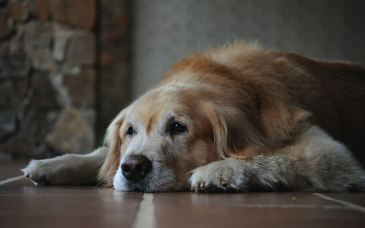 How to Groom Anxious Dogs: Tips for a Stress-Free Grooming Session
