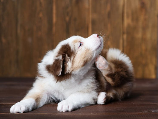 How to Recognise and Treat Common Pet Skin Conditions